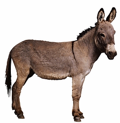 Donkey in tamil