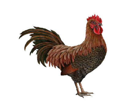 Rooster in tamil