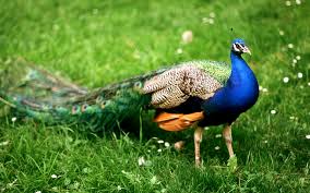 Peacock Tamil