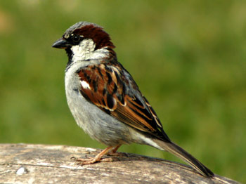 Sparrow Tamil