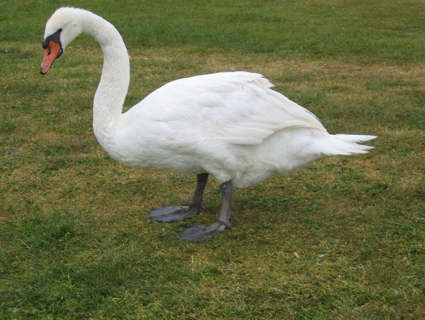 SWan Tamil