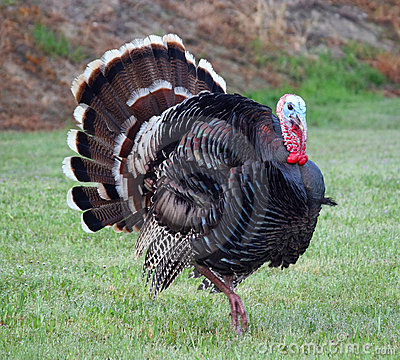 Turkey Tamil