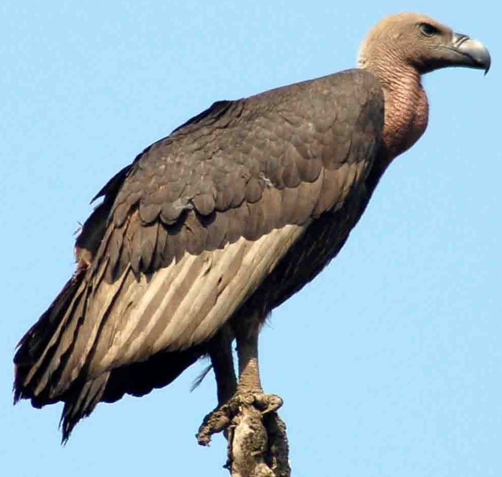 vulture Tamil