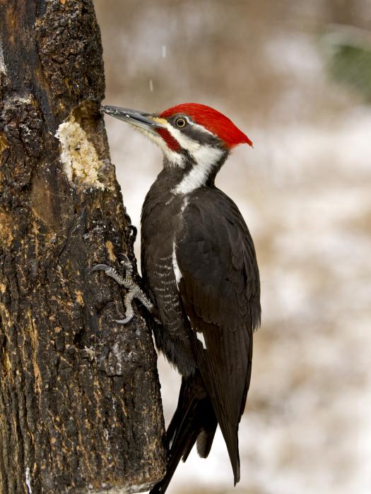 WoodPecker Tamil