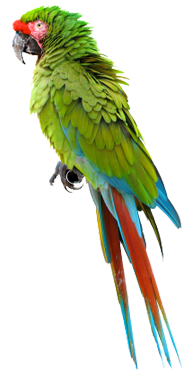 Parrot Tamil