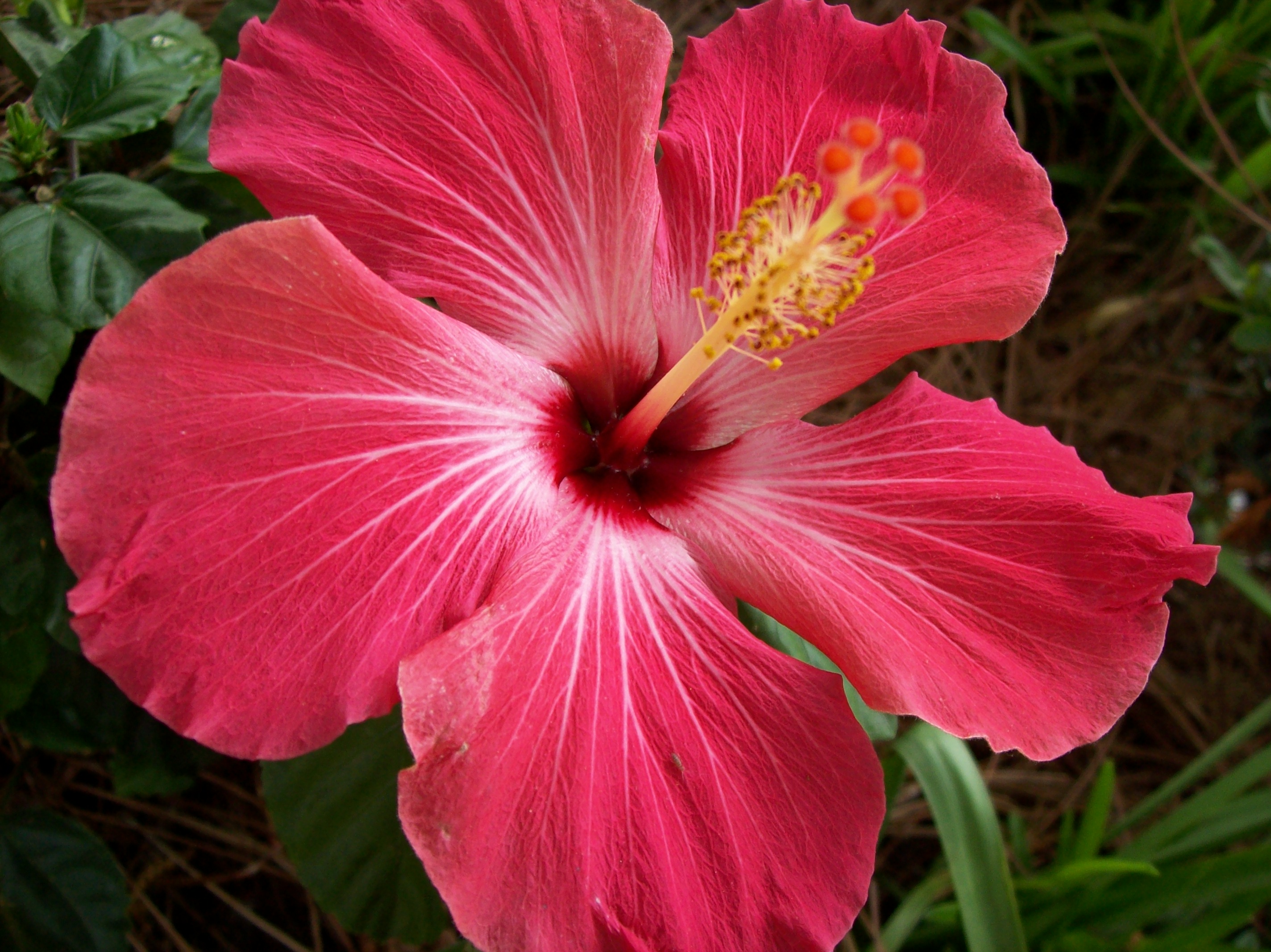 Hibiscus in tamil