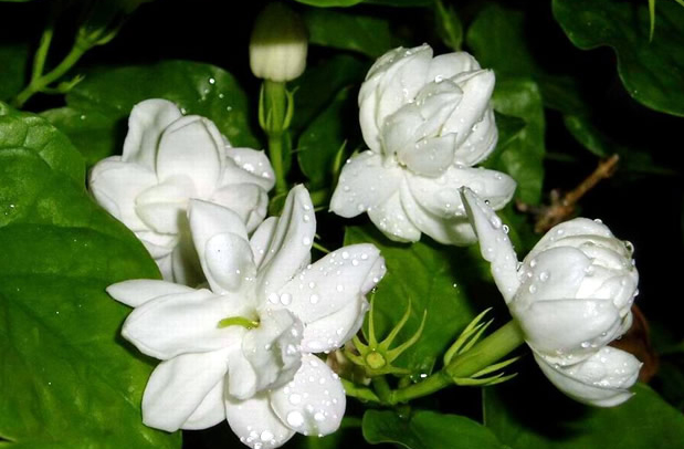 Jasmine in tamil