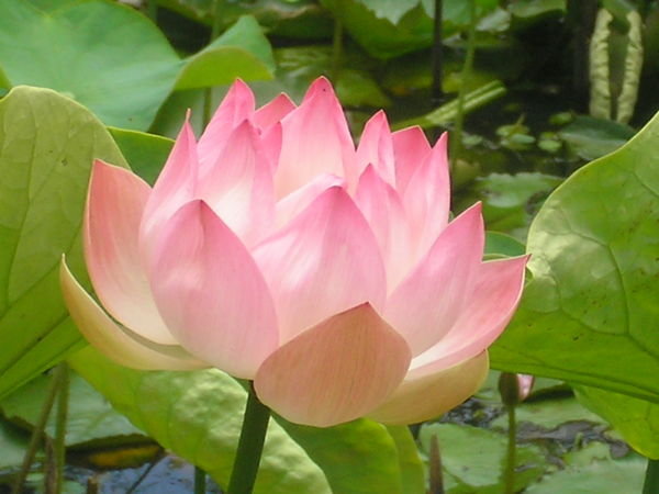 Lotus in tamil