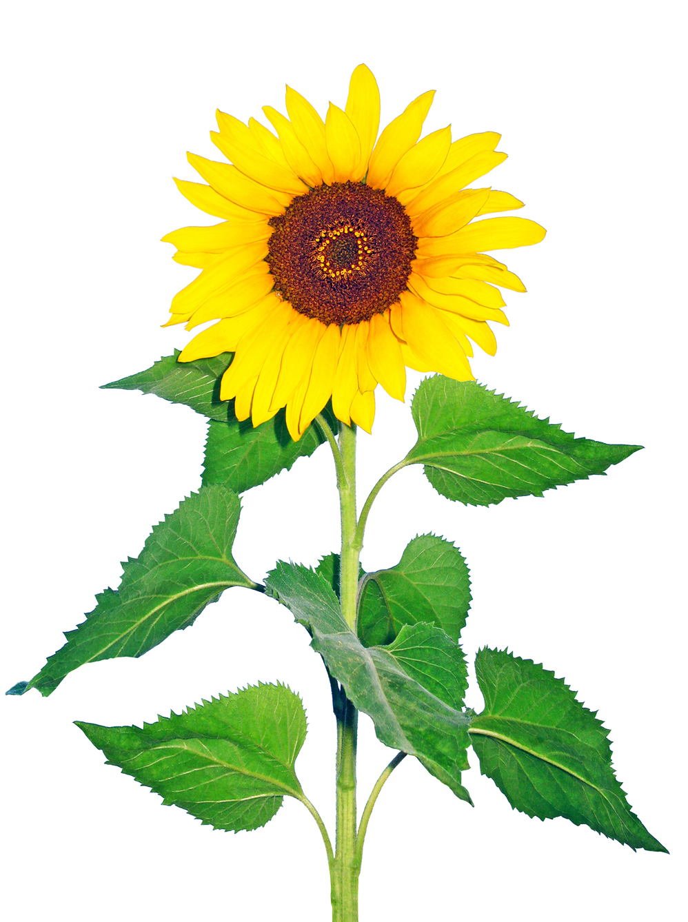 Sunflower in tamil